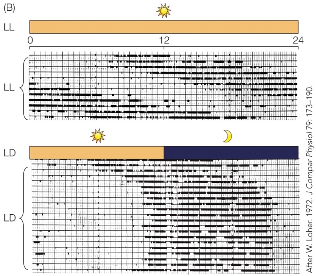 Refer to the figure. Top: An illustration of the single plotted actogram depicts the circadian rhythm of calling in Australian black field cricket during the day schedule, which shows the male crickets were kept constant in light for 24 hours. Bottom: An illustration of the single plotted actogram depicts the circadian rhythm of calling in Australian black field cricket during the day and night schedule, which shows the male crickets were kept constant in light for 12 hours and the next 12 hours, male crickets were subjected to dark. The bottom figure demonstrates that in an alternating light and dark environment, male crickets