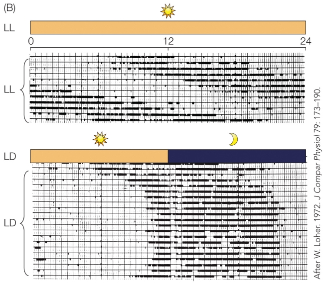 Refer to the figure. The bottom figure's findings best support the proximate-level hypothesis that