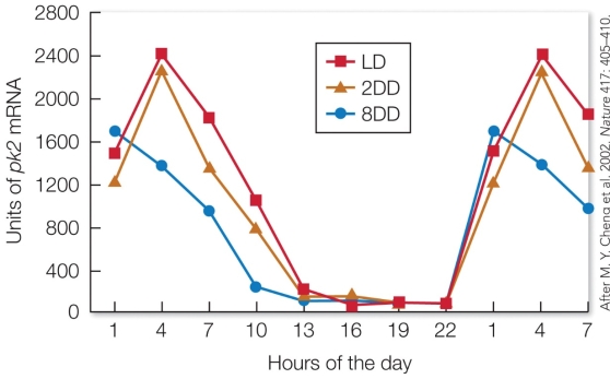 Refer to the figure. This figure shows the hourly changes in the production of messenger RNA (mRNA) encoded by the PK2 gene in mice exposed to a light-dark cycles of 12 hours of light and 12 hours of darkness (LD), complete darkness for 2 days (2DD), and complete darkness for 8 days (8DD). How do these results support the hypothesis that PK2 is a clock messenger?