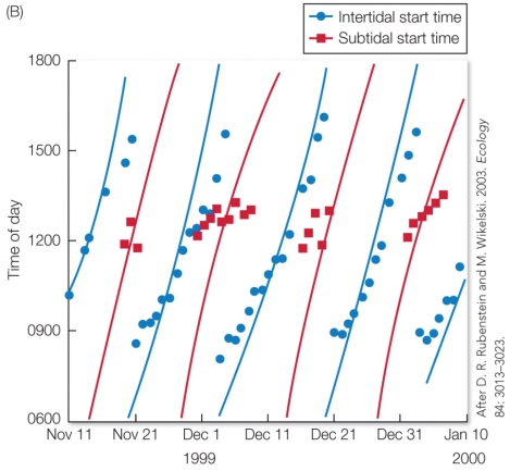 Refer to the figure. In this graph of marine iguana foraging start times, what pattern emerges between when iguanas forage in the intertidal zone versus the subtidal zone?