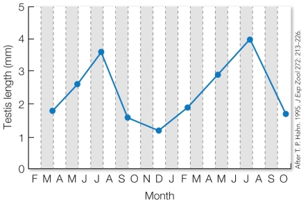 Refer to the figure. These results, showing the change in testis length in male red crossbills over time, support the hypothesis that crossbills