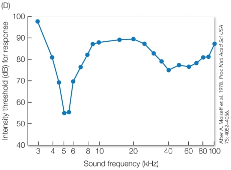 Refer to the figure. Crickets can most easily hear sound frequencies when the intensity threshold is low. When crickets hear a low frequency sound, they turn toward the source of the sound. When they hear a high-frequency sound, they turn away. The intensity threshold on the graph refers to the