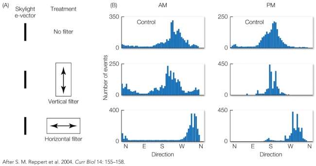 Refer to the figure. In this experiment, monarch butterflies tethered in a flight cage received three treatments impacting the angle of polarized light reaching them from the sky: no filter (top), a vertical filter that did not interfere with the pattern of polarized light (middle), and a horizontal filter that shifted the angle of polarized light (bottom). Based on the data, what hypothesis does this support?