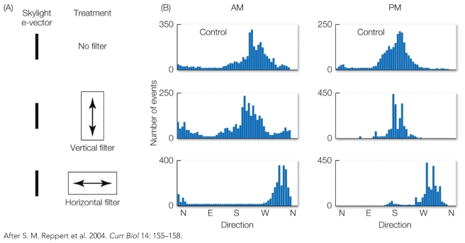 Refer to the figure. How would you alter this experiment to test the hypothesis that butterfly's light-sensitive clock mechanism is located in their antennae?