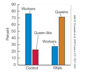 Refer to the figure. DNA methylation, an epigenetic modification which alters DNA accessibility and impacts gene expression, influences the morphological and behavioral development of growing honeybee larvae. Explain how the data shown, which compare caste development in honeybees injected with a control (left) versus an enzyme that controls DNA methylation (right), support or refute this hypothesis.