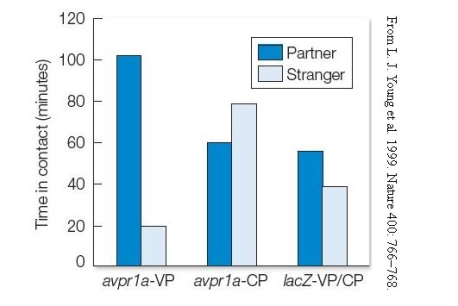 Refer to the graph. Based on the results in the graph, describe an experiment to test for a genetic basis, specifically the role of vasopressin and the avpr1a gene, on the monogamous mating system of prairie voles.