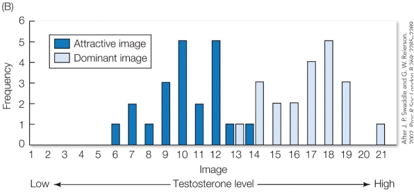 <strong>Refer to the figure below. In this study, digital images of the same male's face were altered to reflect the developmental effects of testosterone. Women then judged the photographs for physical attractiveness and social dominance. The findings from this study suggest that</strong> A) women prefer dominant men because they are able to protect their partner from other men. B) women prefer men with high testosterone faces because these features indicate social dominance. C) women do not necessarily prefer men with genetic traits that indicate social dominance. D) male facial masculinity is under strong sexual selection by female choice.