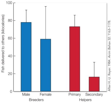 <strong>Refer to the figure. Primary helpers are less likely to survive and reproduce the following year than secondary helpers. Based on the results shown here, we can predict that secondary helpers are</strong> A) related to the breeders and gain direct benefits through their helping effort. B) unrelated to the breeders and gain direct benefits through their helping effort. C) related to the breeders and gain indirect benefits through their helping effort. D) unrelated to the breeders and gain indirect benefits through their helping effort.