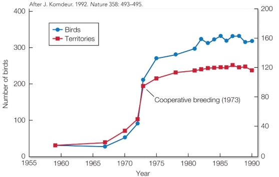 <strong>Refer to the figure. Due to conservation efforts, this population of Seychelles warblers increased from 1959 to 1990. How does the relationship between the number of birds and number of territories change over this period?</strong> A) The number of birds and number of territories increase at the same steady rate as one another over time. B) The number of birds and number of territories increase together at first, but the number of birds then begins to greatly outnumber the number of territories. C) The number of birds consistently outnumbers the number of territories throughout the period, but at different amounts in different years. D) The number of birds increases steadily throughout the period, while the number of territories oscillates.