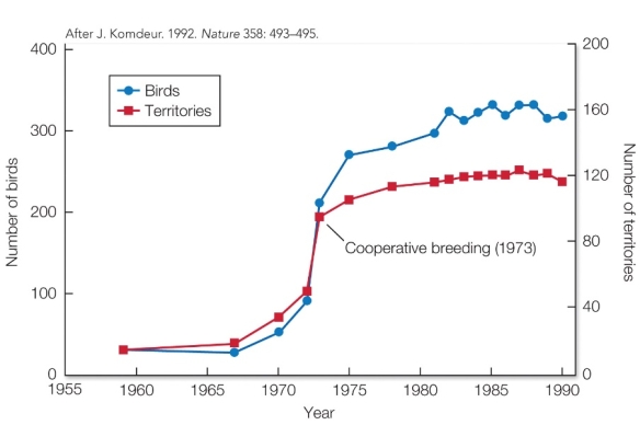 <strong>Refer to the figure. Due to conservation efforts, this population of Seychelles warblers increased from 1959 to 1990. Following the ecological constraints hypothesis, in what year would you predict that helping behavior began to occur in this population?</strong> A) 1960 B) 1967 C) 1973 D) 1985