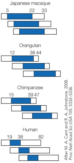 <strong>Refer to the figure. Horizontal bars represent the maximum life spans of three successive generations in each species. The blue shaded areas are the mean reproductive spans. These results indicate that compared to other primates, humans</strong> A) start reproducing at a similar age. B) have longer postreproductive survival. C) reproduce for a longer portion of their lives. D) overlap more in reproductive span between each generation.