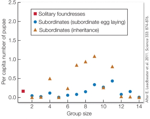Refer to the figure. Based on the data in the figure, describe why female Polistes wasps are more likely to be helpers to a foundress rather than establish their own nest as a solitary foundress. What type of social interaction does this helping behavior illustrate, and why?