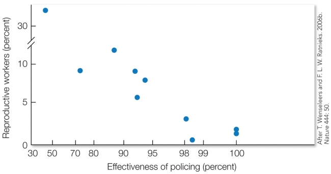 <strong>Refer to the figure. These results demonstrate that</strong> A) policing behavior of workers increases the reproductive skew between queens. B) workers with higher degrees of relatedness exhibit less effective policing behavior. C) the better workers are at policing, the less workers are able to gain direct fitness. D) queen overproduction is more likely to occur in colonies with low policing and a large number of workers' sons.