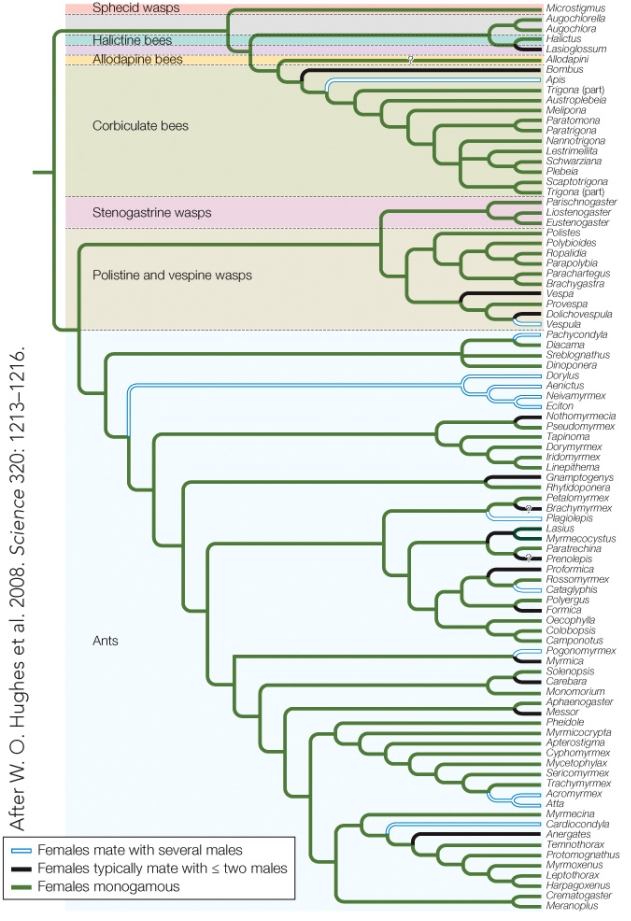 <strong>Refer to the figure. These results indicate that</strong> A) polyandry evolved from a single common ancestor. B) the ancestral species of each eusocial group was monogamous. C) altruism only occurs in polyandrous species. D) haplodiploidy inheritance explains the evolution of eusociality.