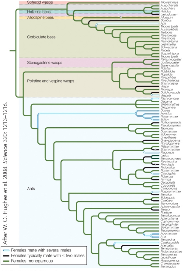 <strong>Refer to the figure. What hypothesis do these results support?</strong> A) The monogamy hypothesis for the evolution of eusociality. B) The haplodiploidy hypothesis for the evolution of eusociality. C) The kin selection hypothesis for the evolution of altruism. D) The group selection hypothesis for the evolution of altruism.