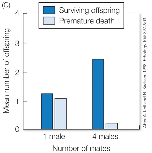 <strong>Refer to the figure. Based on these results, this species most likely exhibits</strong> A) polygynandry/promiscuity. B) polyandry. C) monogamy. D) polygyny.