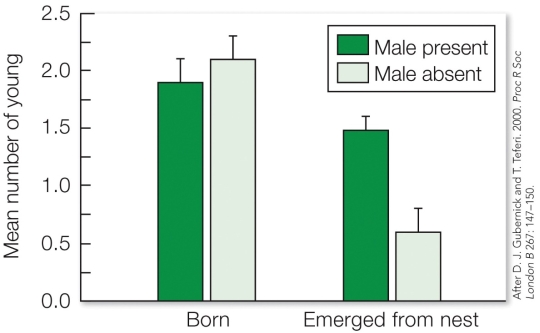 <strong>Refer to the figure. These results illustrate that in this species,</strong> A) the absence of a male partner does not significantly impact the number of offspring born, but causes a decline in the number of offspring to emerge from the nest. B) the absence of a male partner causes a significant decline in the number of offspring born and that emerge from the nest. C) the absence of a male partner significantly impacts the number of offspring born, but not the number that emerge from the nest. D) the absence of a male partner does not significantly impact survival of offspring.