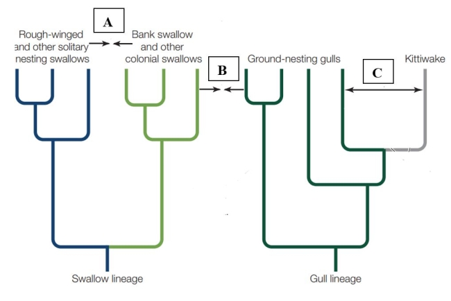 <strong>Refer to the figure. Which relationship indicated on the phylogeny illustrates divergent evolution?</strong> A) A B) B C) C D) None of the above.