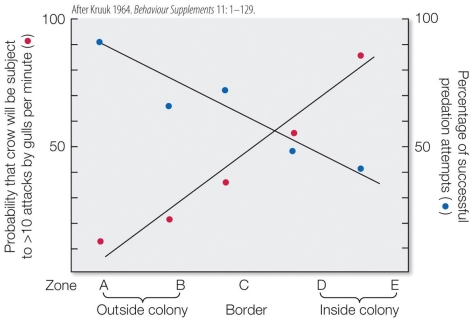 Refer to the figure. The graph displays the impact of gull behavior on crows foraging for chicken eggs (mock gull eggs) that were placed outside, on the border, or inside the gull colony. Do the data below support the predator distraction hypothesis?