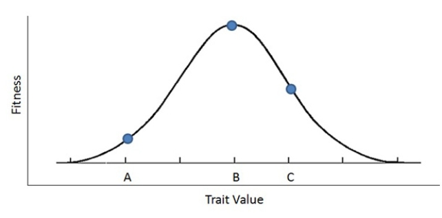 <strong>A researcher examined the fitness of a trait in a population and plotted the data below. Which of the following is a valid conclusion that can be drawn from these data? </strong> A) Trait value B is the optimal trait value B) Fitness is frequency-dependent C) Disruptive selection is acting on trait value C D) Kin selection explains why the fitness of trait value A is lower than the fitness of trait value C E) Trait value C will increase in the population