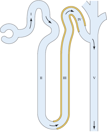 Refer to the figure shown. During moderate diuresis, what is the most likely osmotic pressure in the tubular fluid at V?