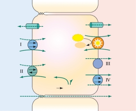 Refer to the figure shown. Which numeral represents a transporter that could change the pH of the inside of the cell?