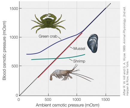 Refer to the figure shown.   Which animal is a conformer?