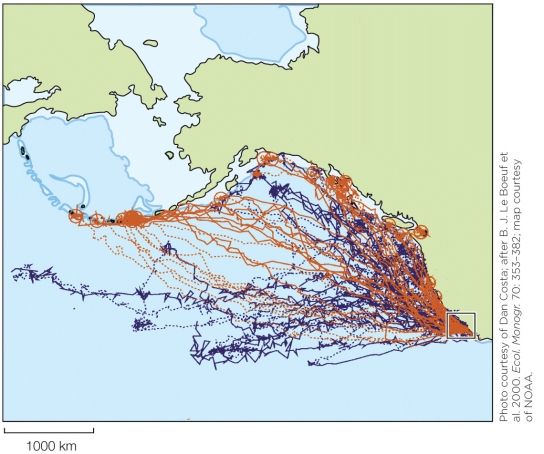 <strong>Refer to the figure shown. The figure best represents which behavior?</strong> A) Diving behavior of male and female northern elephant seals B) Foraging behavior of male and female sperm whales C) Migration movements of male and female northern elephant seals D) Foraging movements of bottlenose dolphins