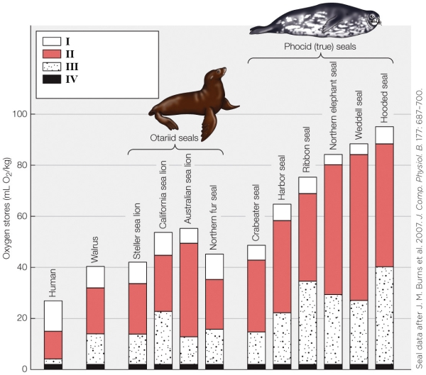 <strong>Refer to the figure shown. Which data in the figure represents the lungs?</strong> A) I B) II C) III D) IV