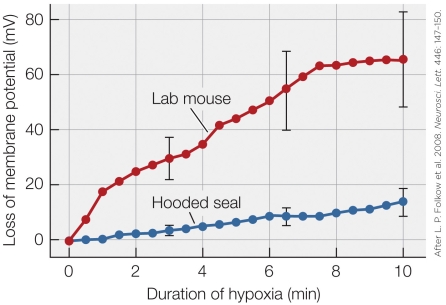 <strong>Refer to the figure shown. The data in the figure show that compared to nondiving mammals, diving mammals have</strong> A) hearts that function more efficiently. B) brains that tolerate hypoxia better. C) muscles that remain active in the absence of oxygen longer. D) a more functional nervous system.