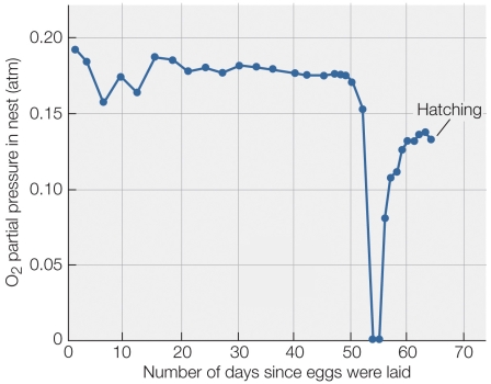 Refer to the figure shown.   According to the figure, what was the most likely cause of the zeroing of oxygen partial pressure in the nest?