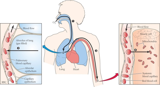 <strong>Refer to the figure shown. Which of the following have the most similar O<sub>2</sub> partial pressures?</strong> A) Ambient air and alveolar gas B) Alveolar gas and arterial blood C) Arterial blood and average systemic capillary blood D) Average systemic capillary blood and mitochondria