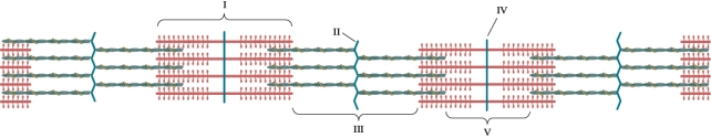 Refer to the figure shown. What state of muscle activity does this figure represent?