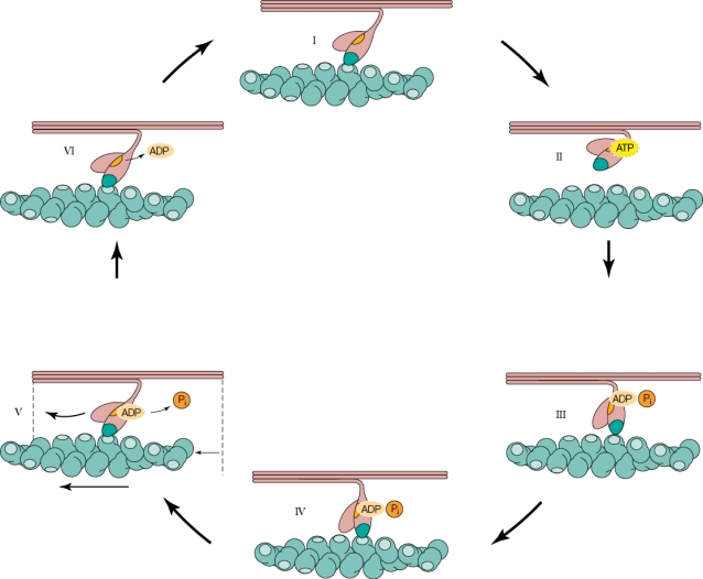 <strong>Refer to the figure shown. In the figure, which panel represents the transient rigor state?</strong> A) I B) IV C) V D) VI