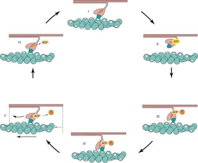 Refer to the figure shown. In the figure, which panel represents the power stroke?