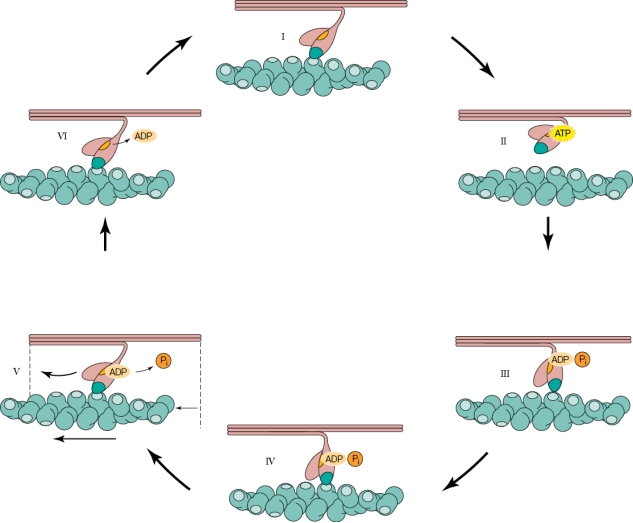 <strong>Refer to the figure shown. In the figure, which panel, taken out of context, represents a state where muscle relaxation could be occurring?</strong> A) I B) II C) IV D) VI
