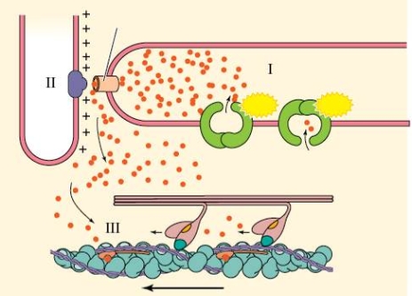 Refer to the figure shown. What are the tiny dots at area III binding to?