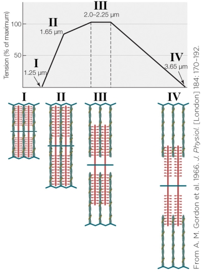 <strong>Refer to the figure shown. Which number on the diagram represents the most optimal positioning of actin and myosin before contraction?</strong> A) I B) II C) III D) IV