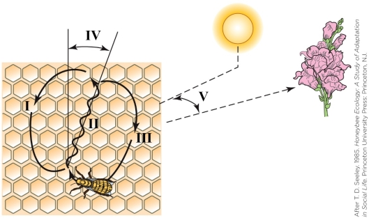 Refer to the figure shown. Which number(s) encode(s) information about the distance to the food source?