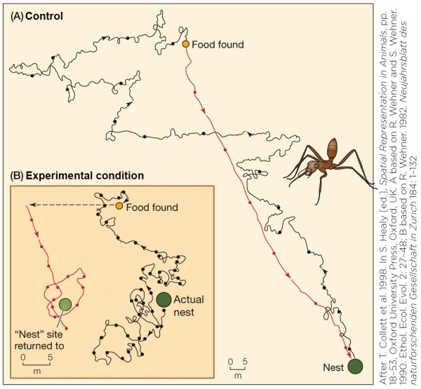 <strong>Refer to the figure shown. Part A of the figure illustrates which navigational strategy?</strong> A) Trail following B) Piloting C) Path integration D) Map-and-compass navigation