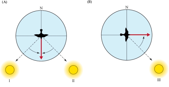 Refer to the figure shown. Suppose that the time at point I is 1:00 pm (under normal conditions). The pigeon's circadian clock is then shifted 3 hours backward. What direction heading will it then take at 7:00 am?