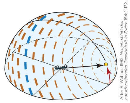 <strong>Refer to the figure shown. Which navigational strategy is illustrated by the figure?</strong> A) Magnetic compass navigation B) Polarized-light compass navigation C) Sun compass navigation D) Map-and-compass navigation