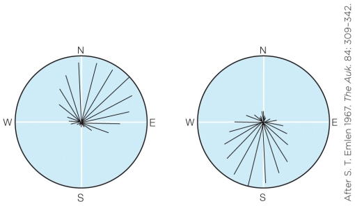 Refer to the figure shown. The illustrations, which were generated from data on indigo buntings held in a planetarium, show which navigational strategy?