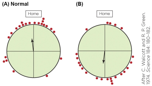 Refer to the figure shown. The illustration on the right represents an experimental treatment in which