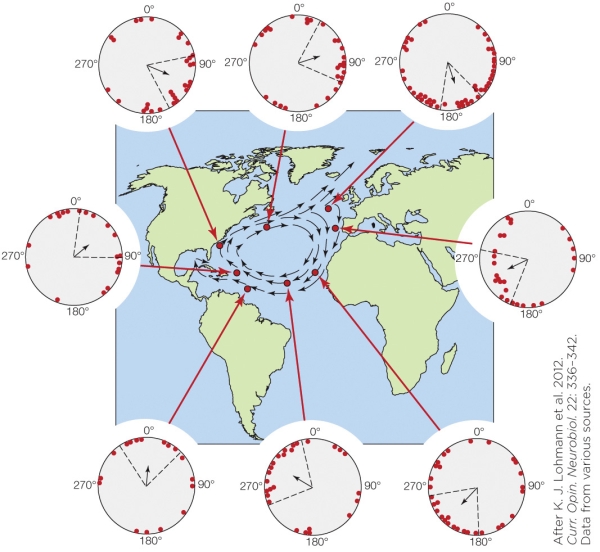 Refer to the figure shown. The data shown in the figure refer to which navigational strategy?