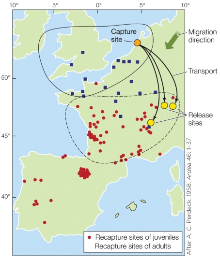 <strong>Refer to the figure shown. The data on this map suggests that adult starlings use which type of navigational strategy?</strong> A) Star compass navigation B) Magnetic compass navigation C) Sun compass navigation D) Map-and-compass navigation