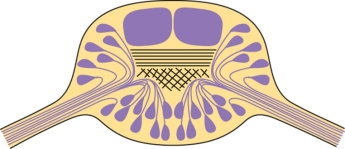Refer to the figure shown. The figure depicts a cross section of a(n)
