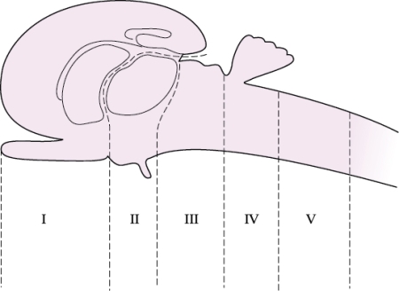 Refer to the figure shown. Which number(s) in the figure represent(s) the hindbrain?