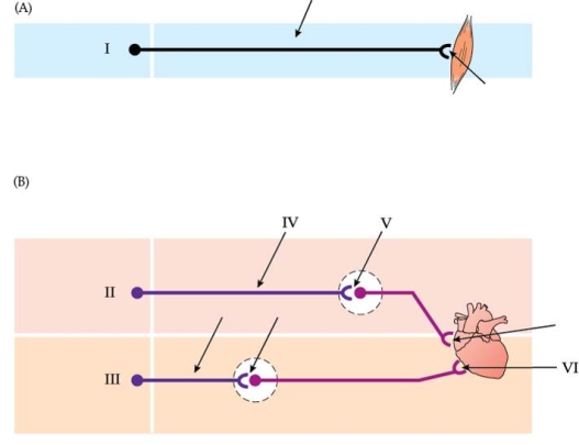 Refer to the figure shown. The peripheral synapses between the first and second neurons in the sympathetic and parasympathetic divisions are located within clusters of neuronal cell bodies called _______ ganglia.