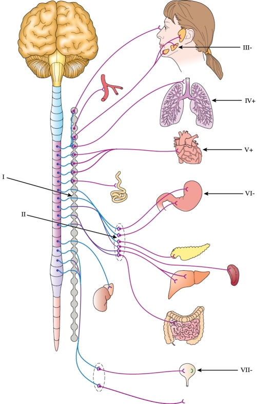 Refer to the figure shown. The structure at arrow I in the figure is the